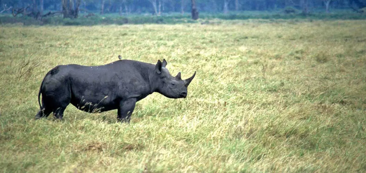 black rhino in grass field