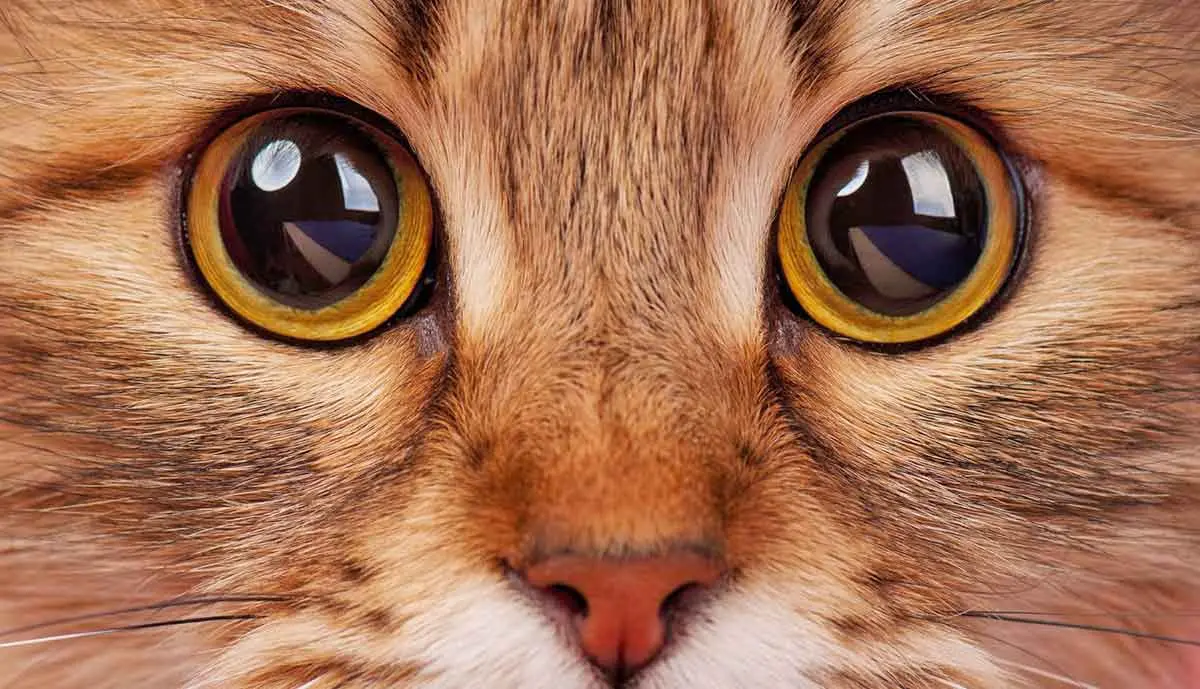 cat close up glossy eyes