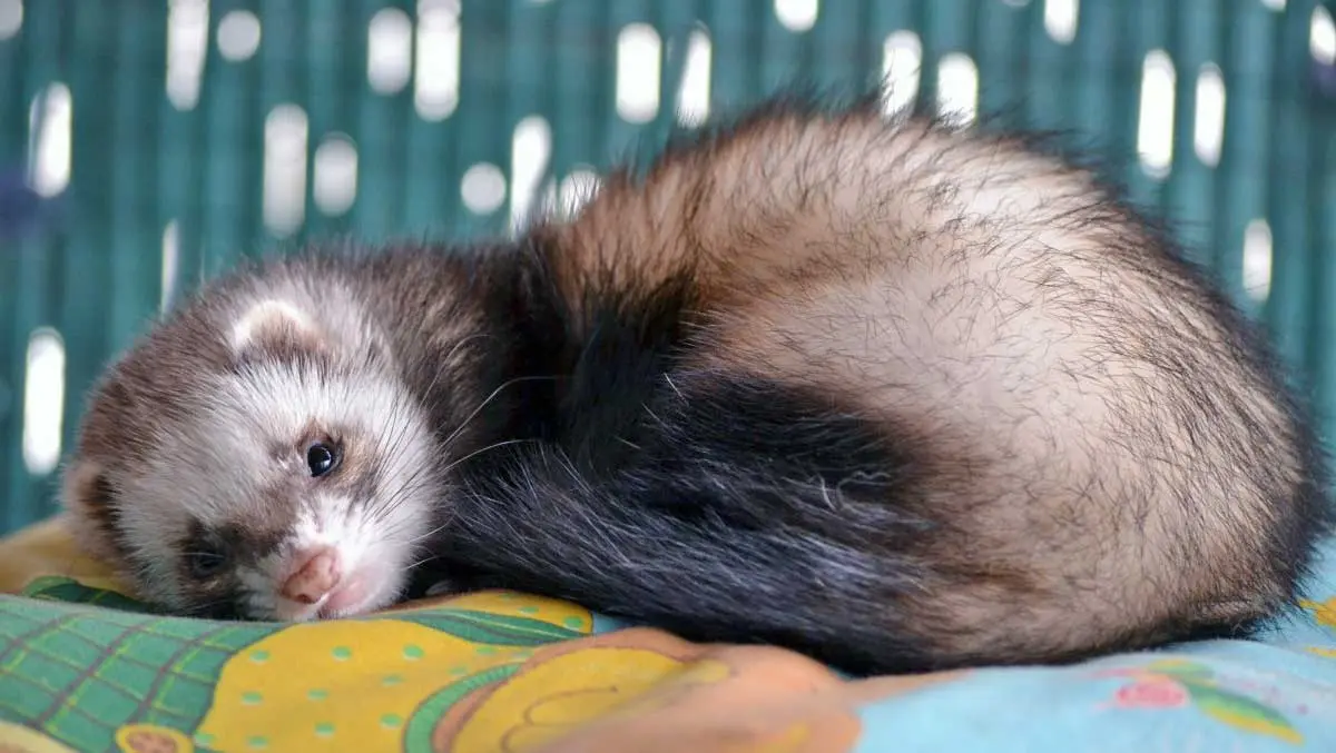 pet ferret lying on blanket