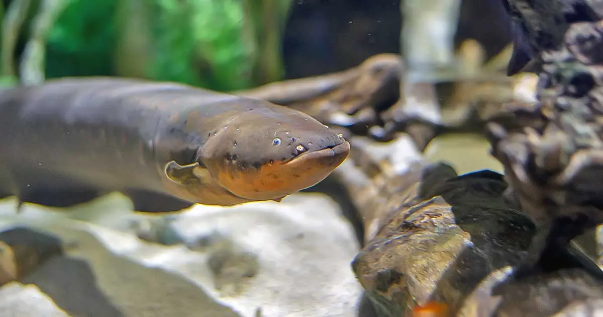 electric eel swimming in aquarium
