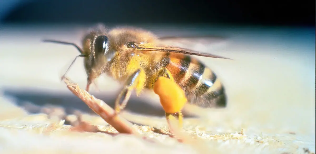 up close picture of killer bee