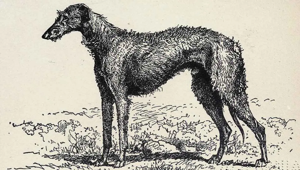 deerhound sketch