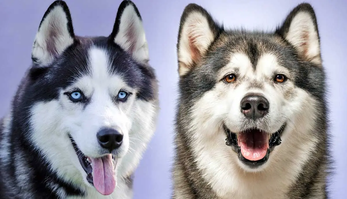 siberian huskies vs alaskan malamutes difference