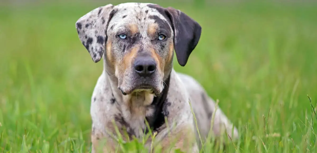 catahoula leopard dog laying in grass