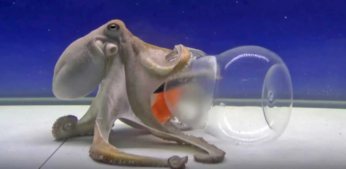 octopus opening a jar