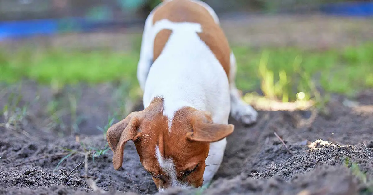 jack russell terrier digging hole in yard
