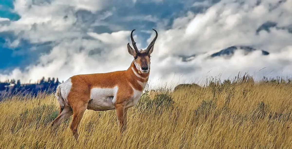 pronghorn deer standing in grass