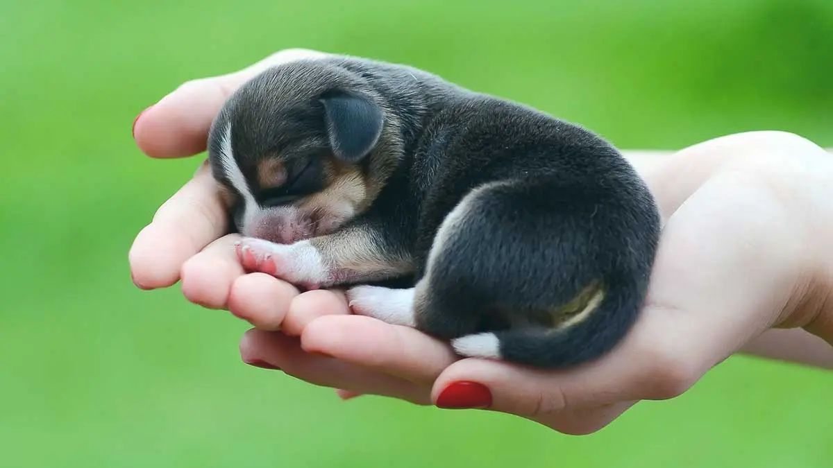 infant puppy blogspot