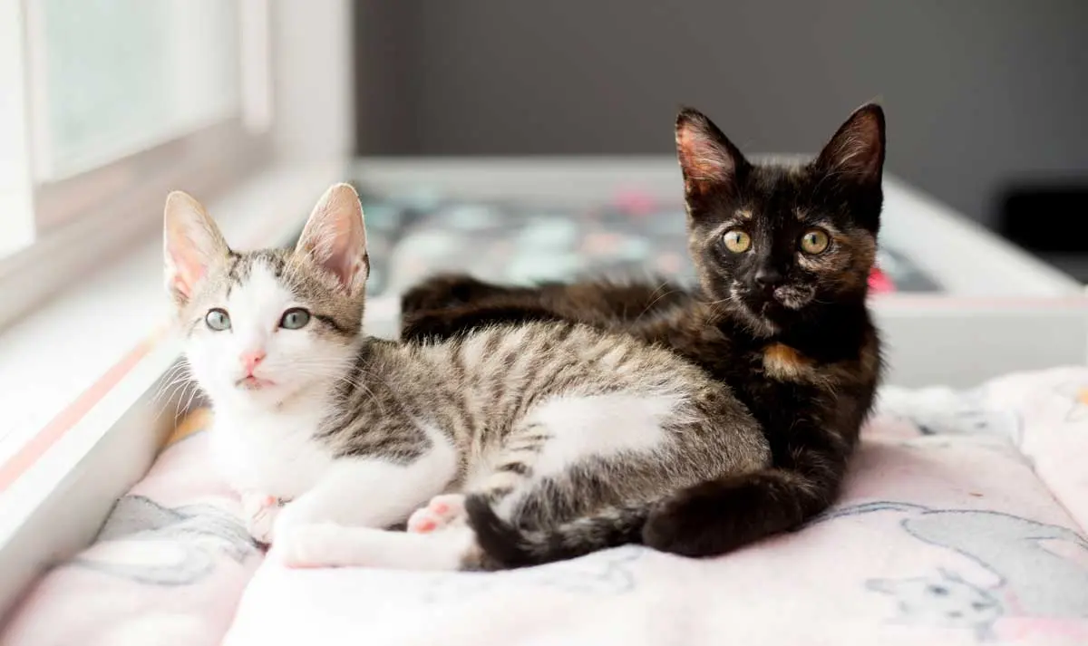bonded pair of kittens black and white