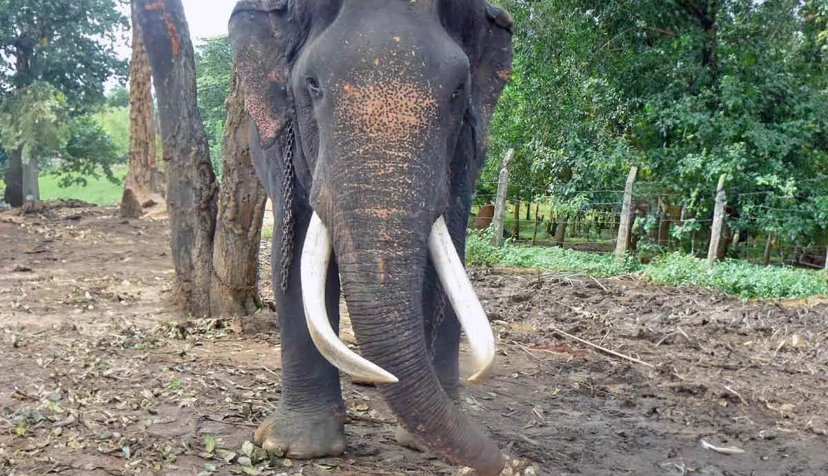srilankan tusker elephant