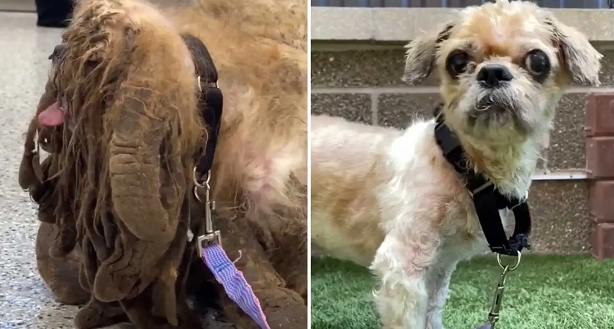 matted dog before and after