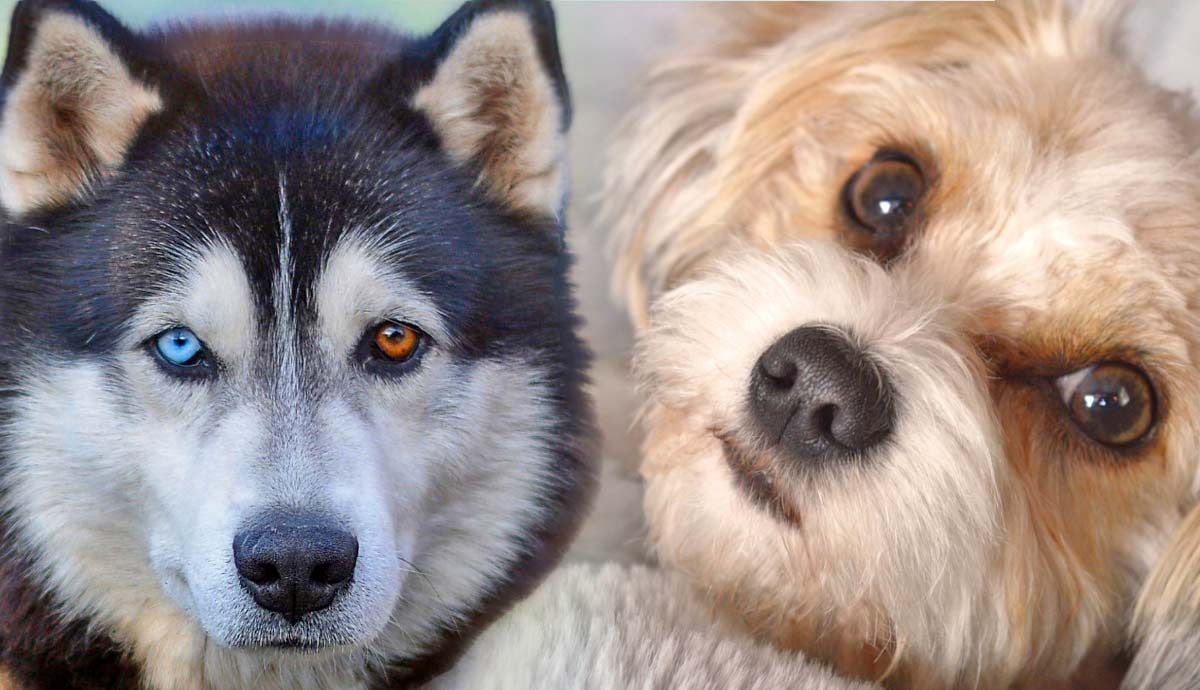 6 Unique Russian Dog Breeds