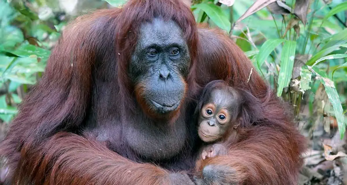 mother orangutan baby jungle