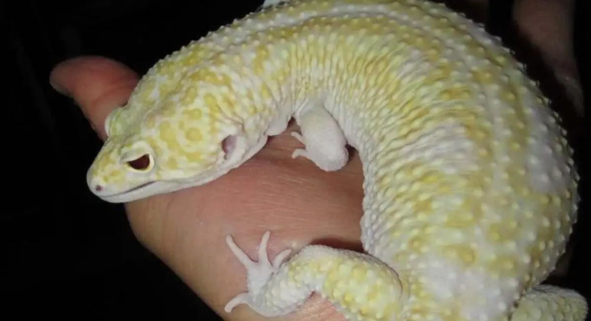 giant gecko