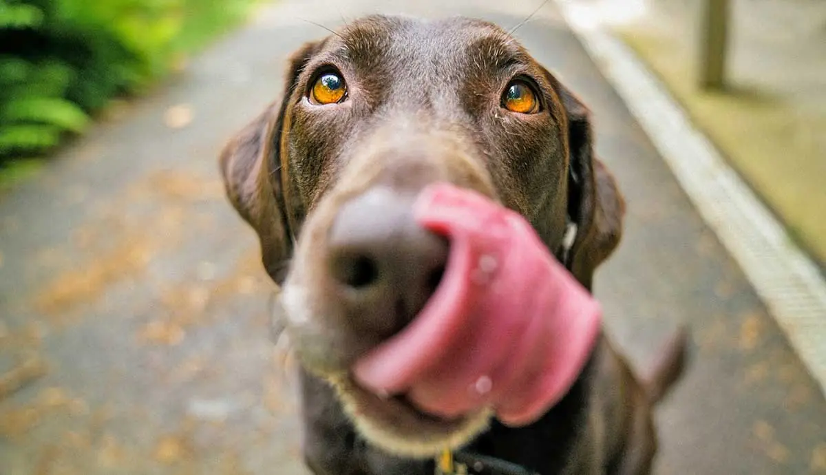 brown labrador licking nose