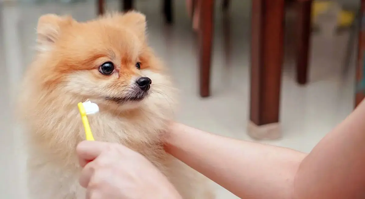 pomeranian with toothbrush
