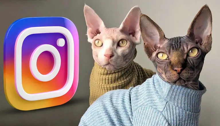 amazing cats you should be following on instagram