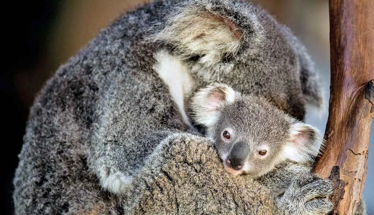 close up of koala mother and  her joey