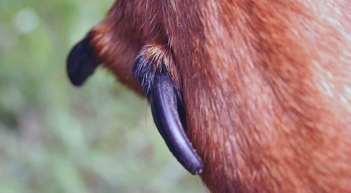 brown dog dew claw