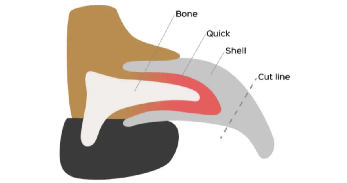 Dog nail anatomy