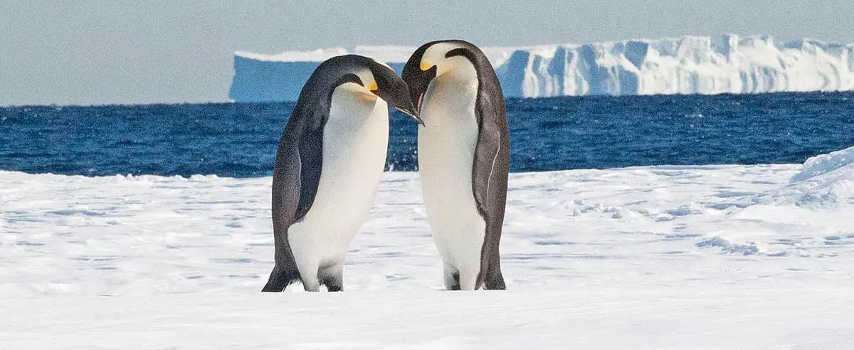 emperor penguins