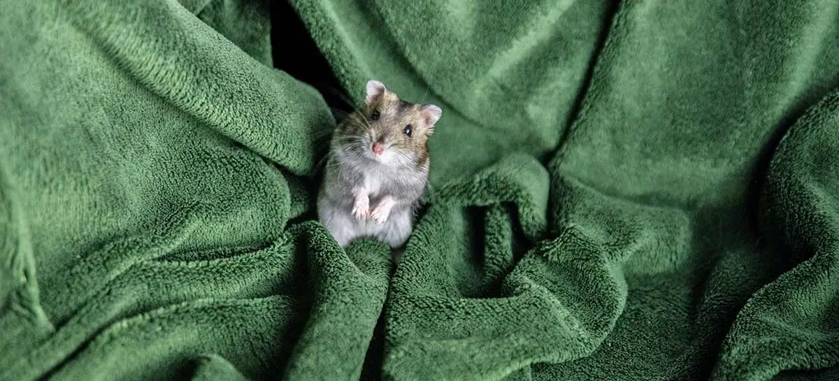 dwarf hamster green blanket