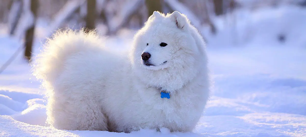 samoyed dog snow