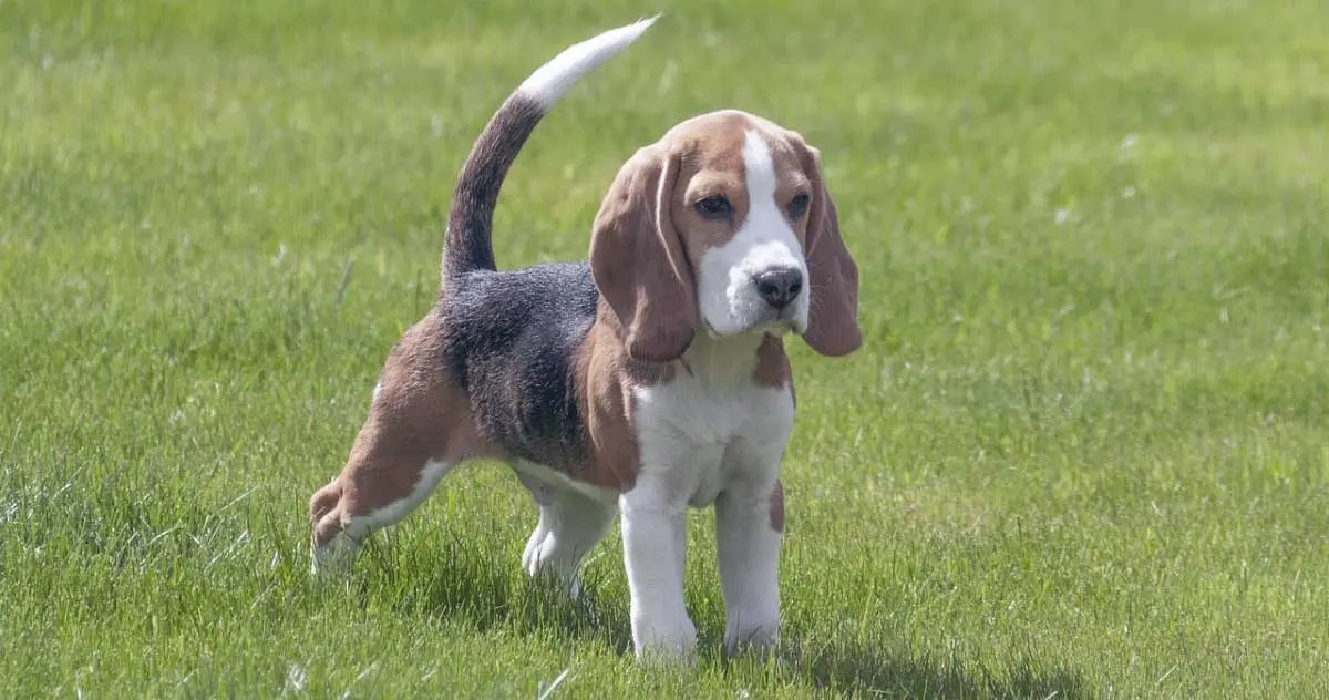 beagle in grass tail up