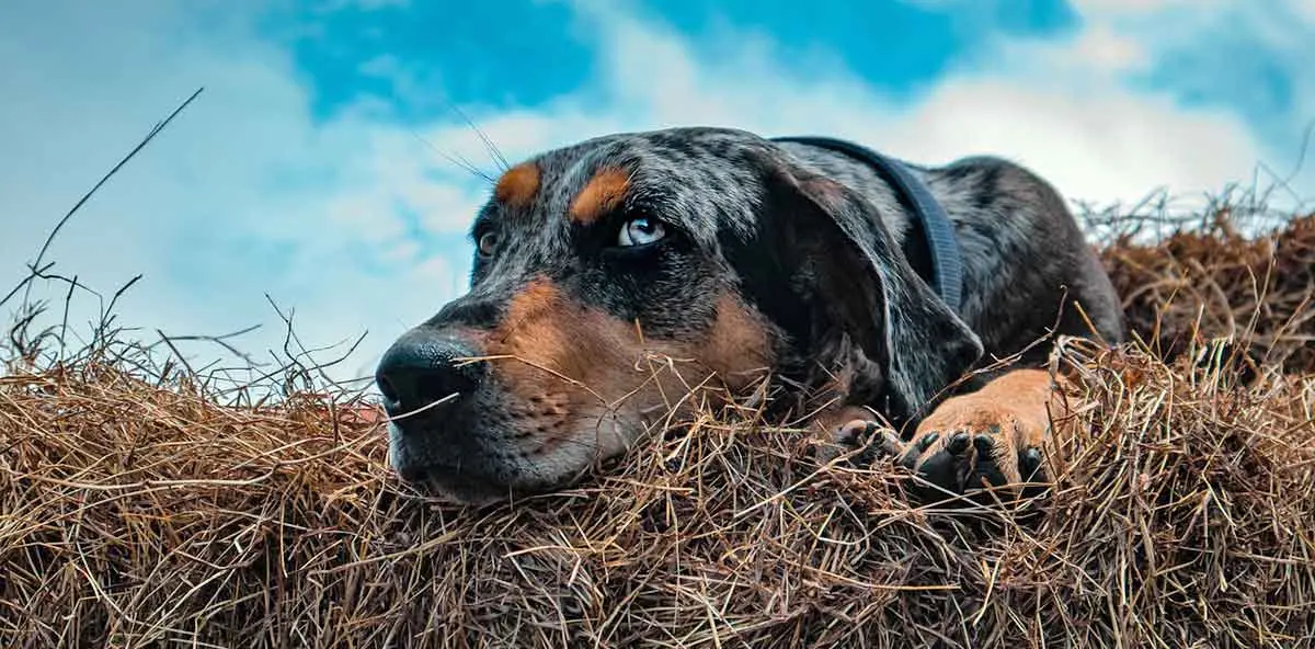 catahoula leopard dog laying on hay