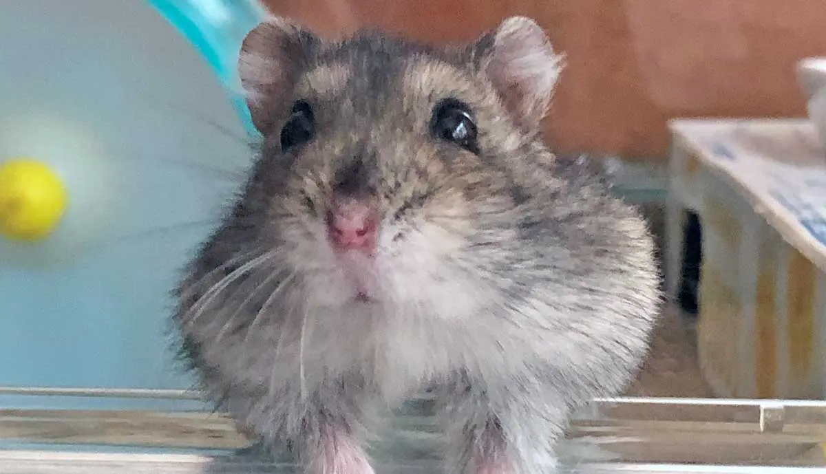 hamster peeks out