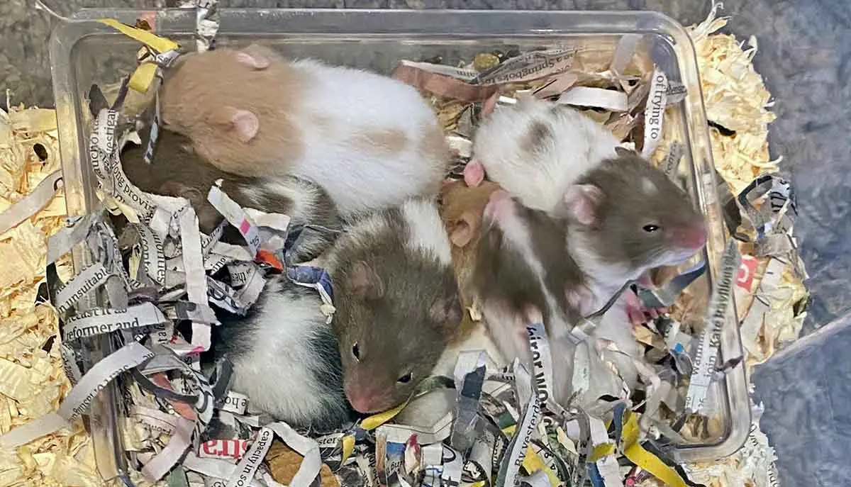 3 week old hamsters in nest
