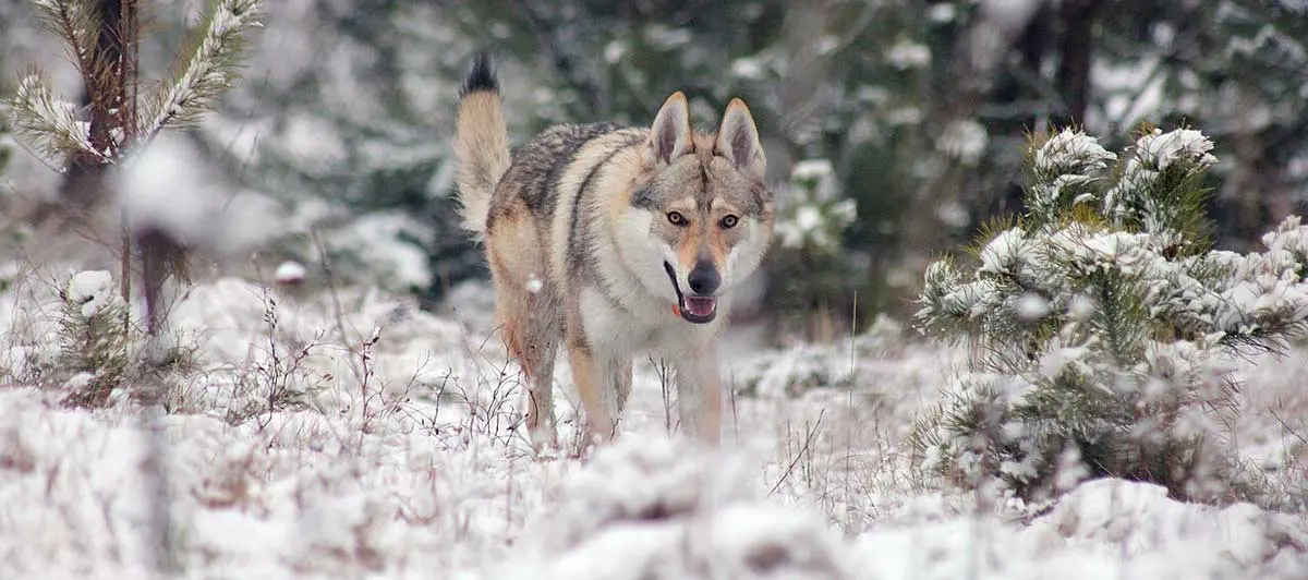 Czechoslovakian Vlcak Wolfdog in snow again