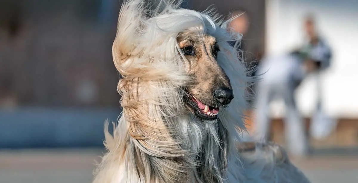 Afghand hound fawn hair blwoing in the wind