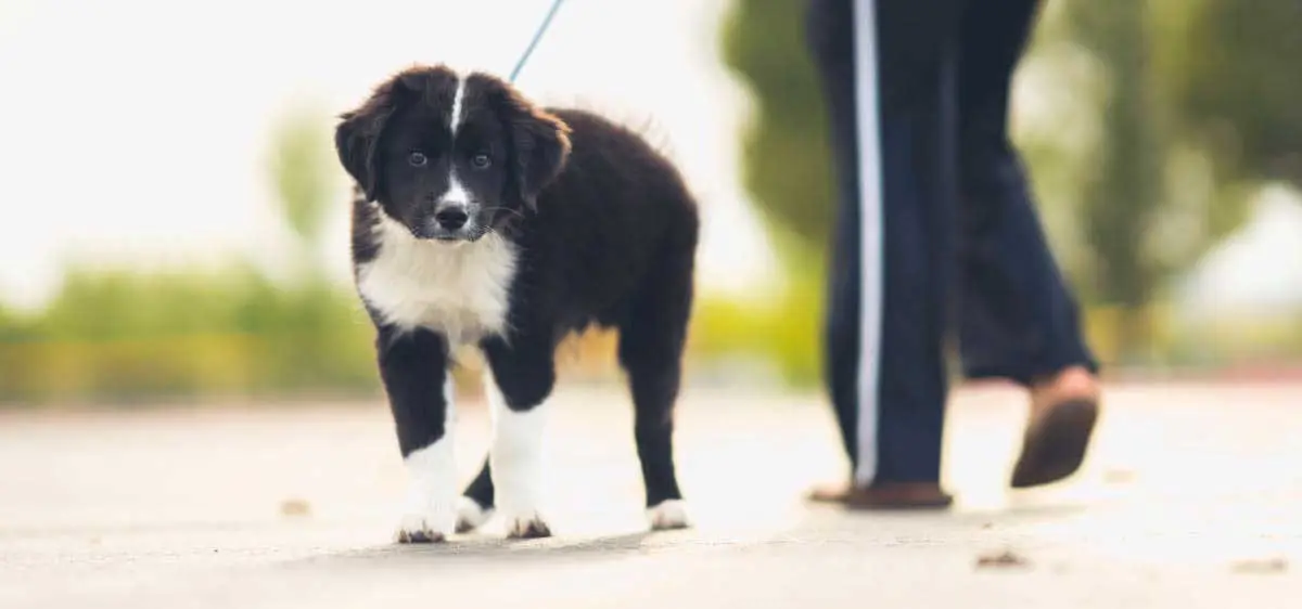 Black And White Border Collie Outdoors for Potty Walk