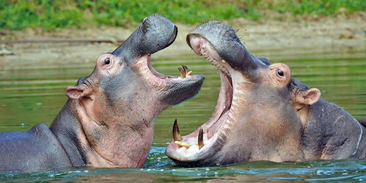 two hippos fighting