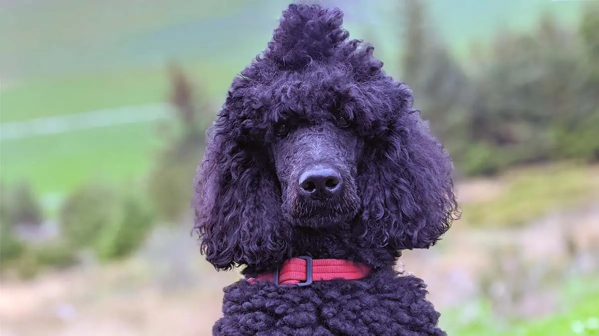 standard poodle