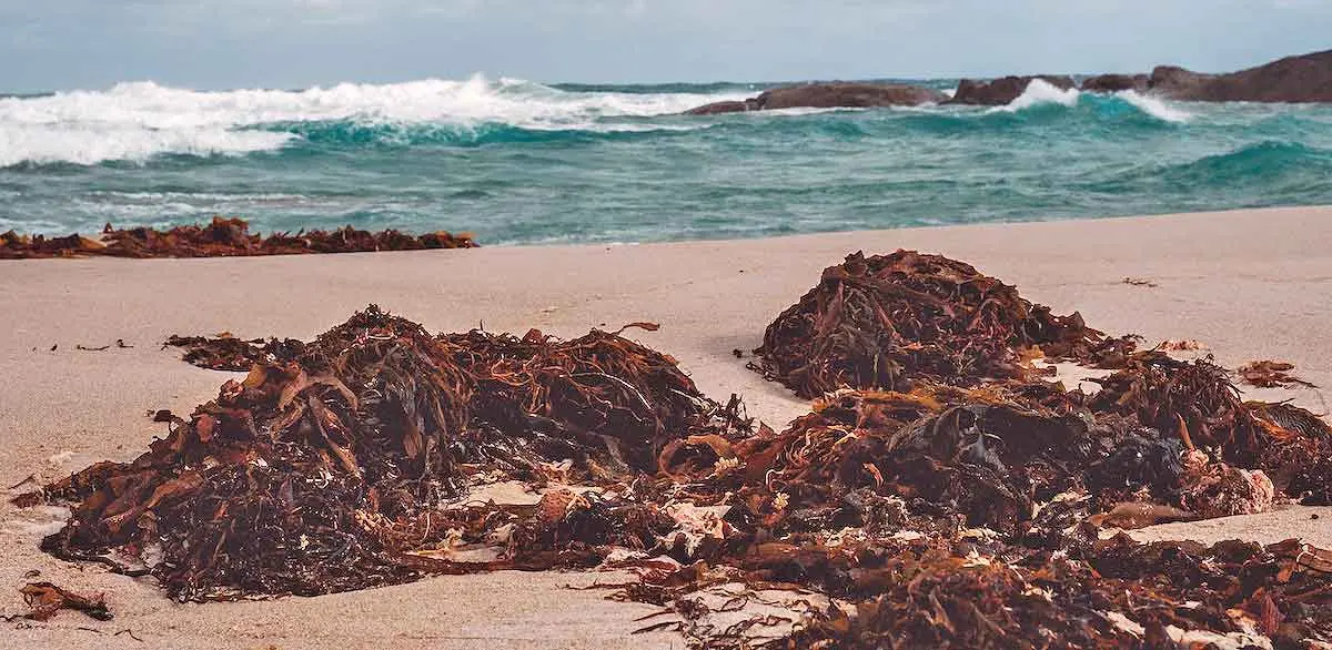 seaweed waves