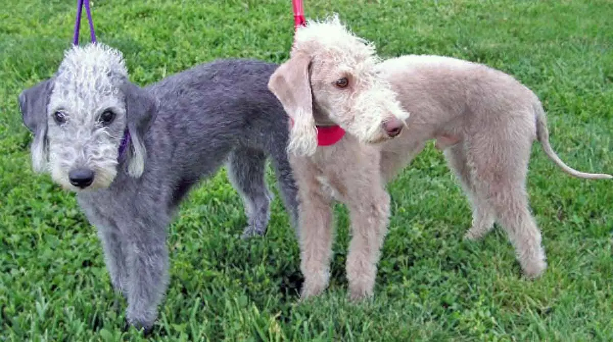 gray sandy bedlington terriers field
