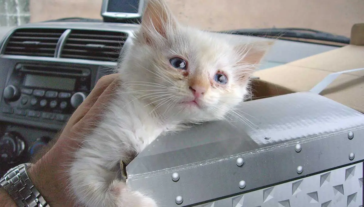 Sick cream colored kitten