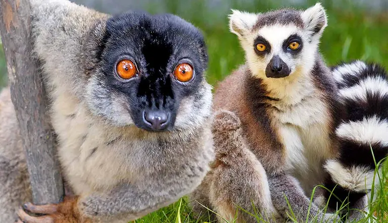 lemurs madagascar
