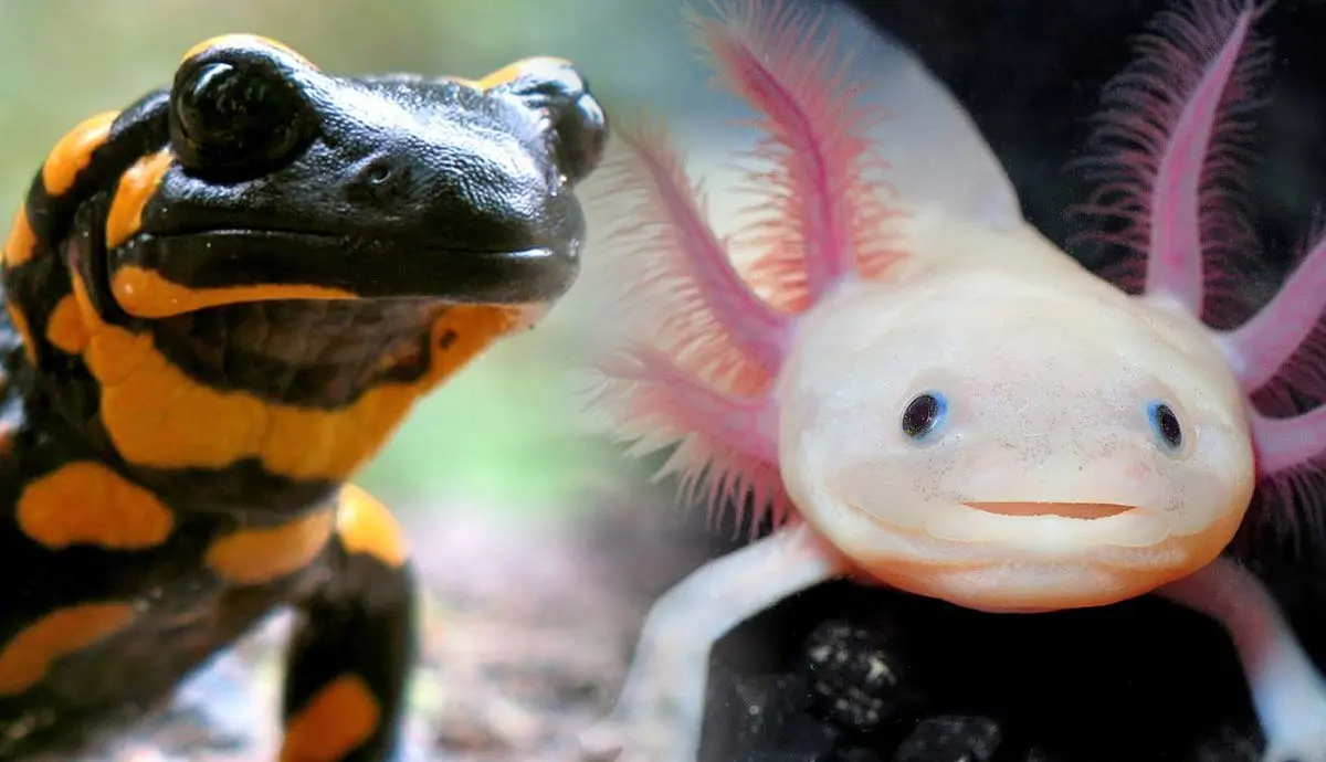 salamander species that make great pets