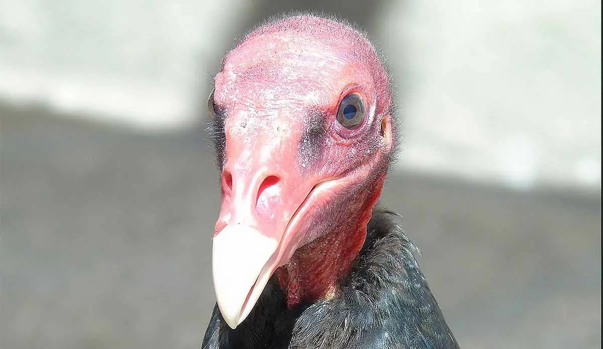 portrait of a turkey vulture