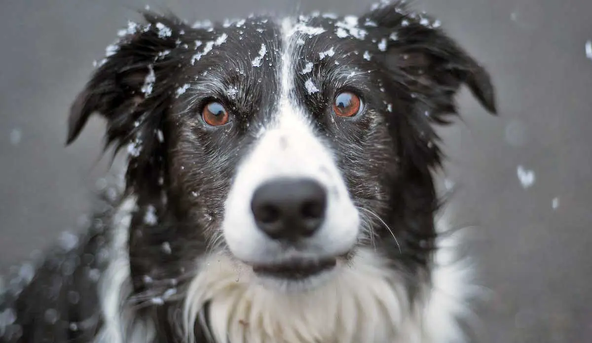 Adult Black and White Border Collie Standing in Snow