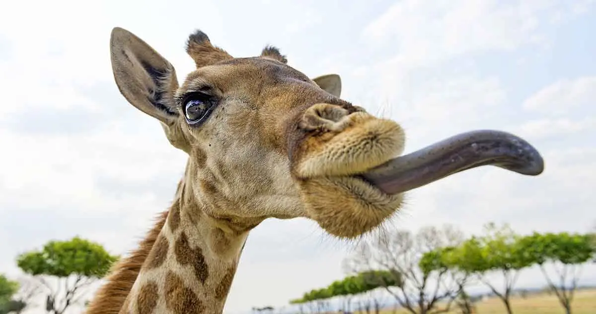 giraffe licking out black tongue