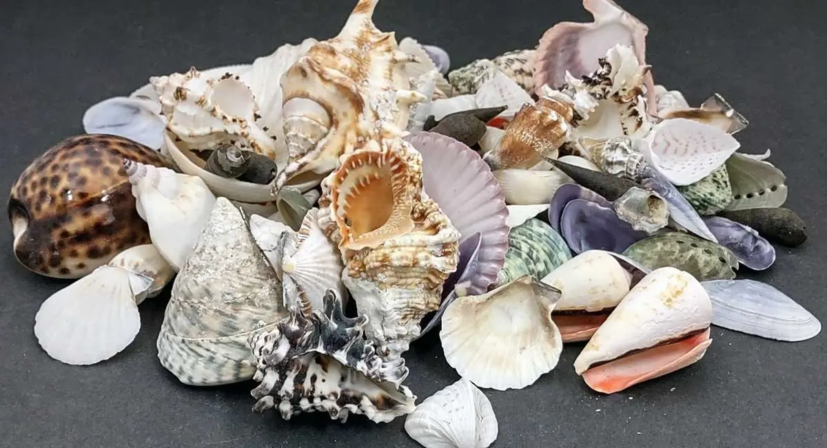 collection seashells