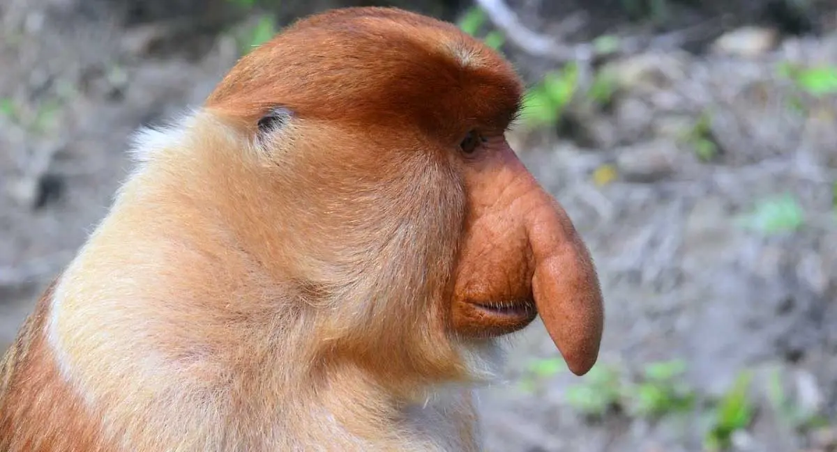 proboscis monkey profile