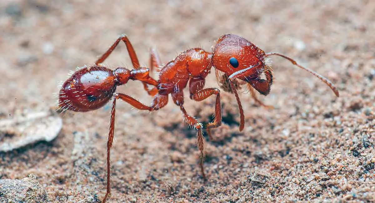 Maricopa Harvester Ant