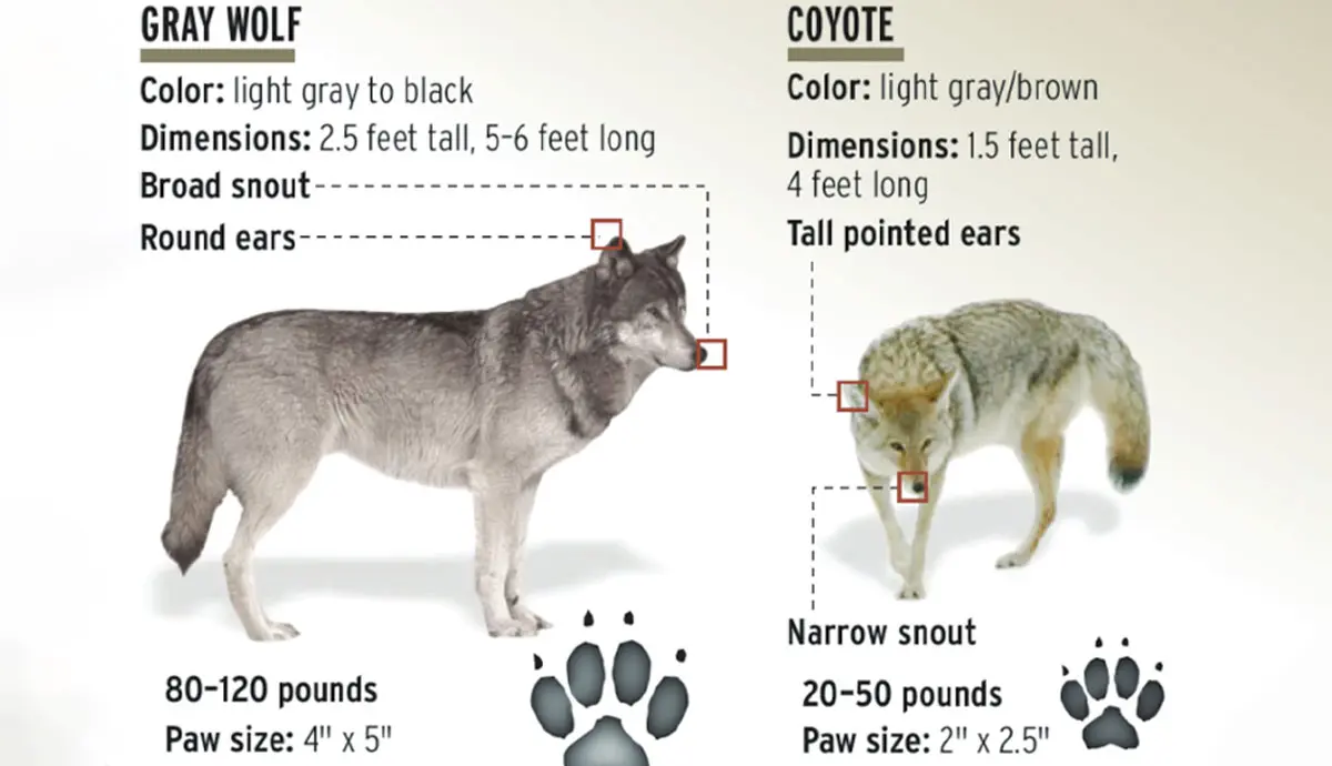 USFWS coyote vs gray wolf infographic