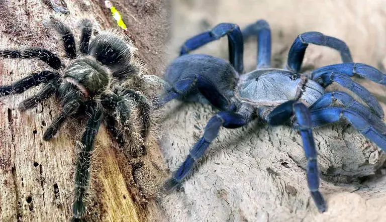 tarantula species you want to know more about