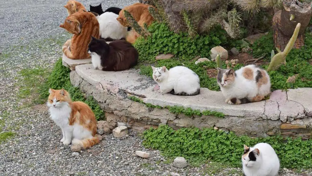 cat feral colony